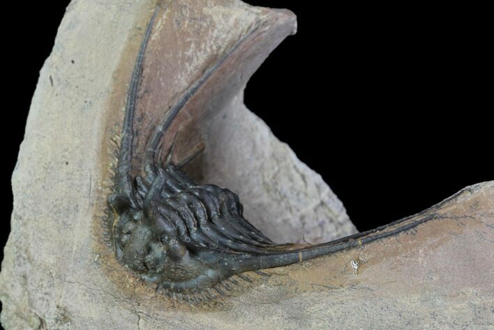 Kettneraspis Trilobite (Long Occipital Horn) - Lghaft, Morocco #89489